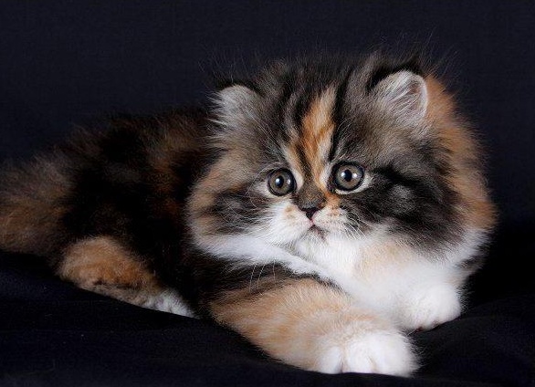 пеÑÑидÑÐºÐ°Ñ ÐºÐ¾Ñка иÑÑоÑÐ¸Ñ Ð¾Ð¿Ð¸Ñание поÑÐ¾Ð´Ñ Ñ
аÑакÑеÑ