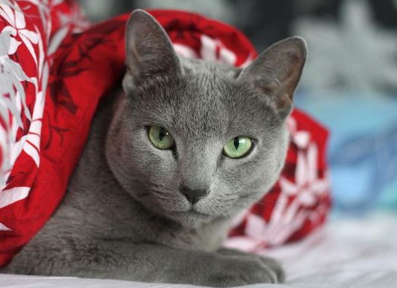 РÑÑÑкий голÑÐ±Ð°Ñ ÐºÐ¾Ñка Ñ
аÑакÑеÑ