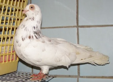 Клайпедские голуби Клайпедская порода голубей