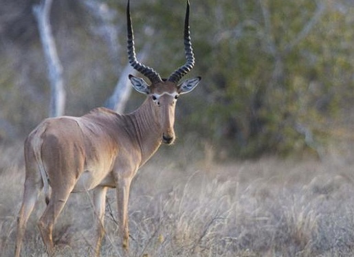 Ñамое Ñедкое живоÑное в миÑе