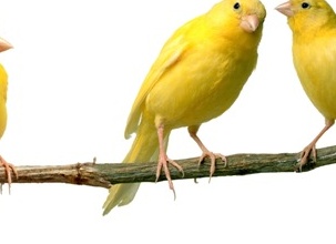 канарейки на ветке