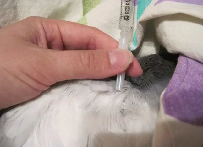 Вакцинация голубей делается на первом месяце жизни