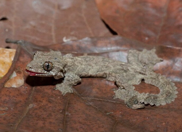 лопастехвостый геккон Кюля