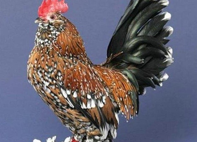Домашняя птица - курица