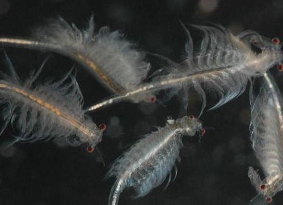 артемия корм для рыб фото