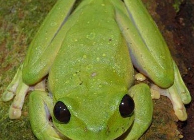 Топ-20 самых необычных животных, найденных за последние 20 лет