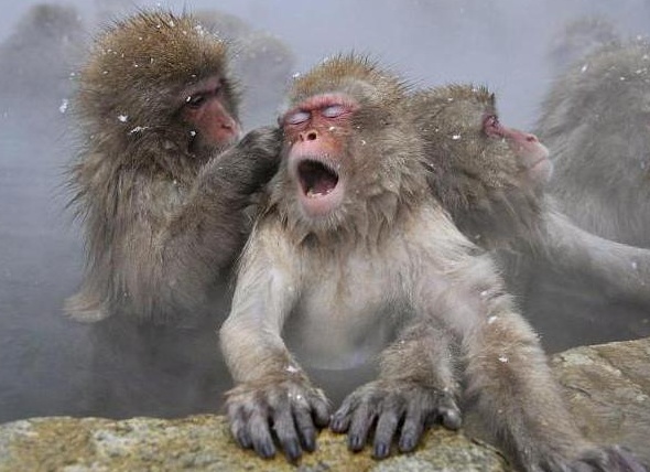 ÑпонÑкие макаки в гоÑÑÑиÑ
иÑÑоÑникаÑ