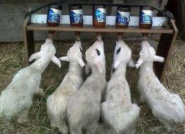 вÑÑаÑивание ÑгнÑÑ Ð¸ козлÑÑ Ð½Ð¾ÑÐ¼Ñ ÐºÐ¾ÑмлениÑ