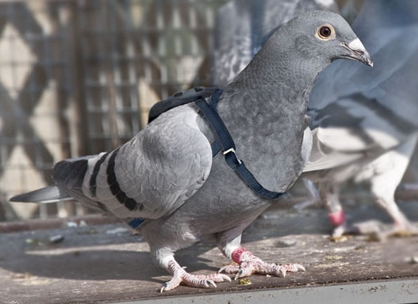 домашний голубь Источник фото: wisibility.com