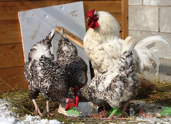 Пушкинская порода петух и курицы фото Пушкинская порода петух и курицы фото