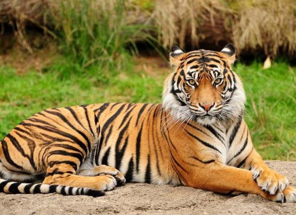 Ñ
аÑакÑеÑиÑÑика ÑаÑÑÑва живоÑнÑе 7 клаÑÑ