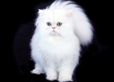 пеÑÑидÑÐºÐ°Ñ ÐºÐ¾Ñка Ñ
аÑакÑÐµÑ Ð¸ повадки