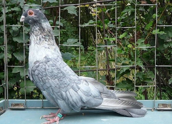 домашний голубь