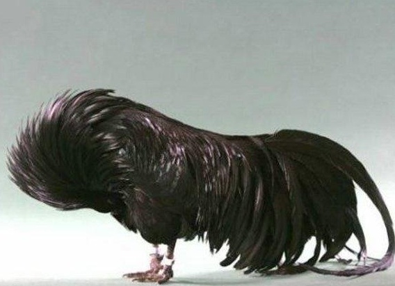 Домашняя птица - курица