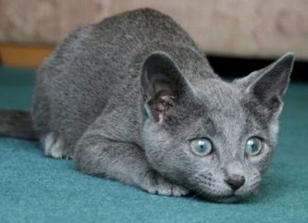 РÑÑÑÐºÐ°Ñ Ð³Ð¾Ð»ÑÐ±Ð°Ñ ÐºÐ¾Ñка опиÑание поÑÐ¾Ð´Ñ Ñ
аÑакÑÐµÑ Ñена