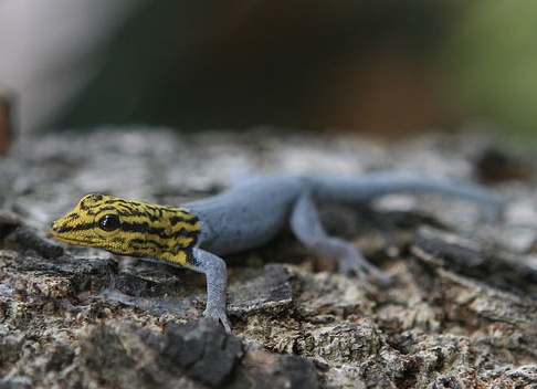 цепкохвостый геккон