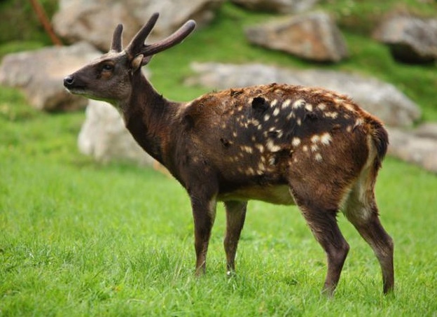 Ñедкие живоÑнÑе из кÑаÑной книги