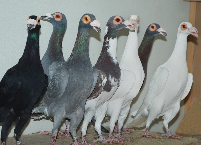 домашний голубь Источник фото: jacopat.blog.cz