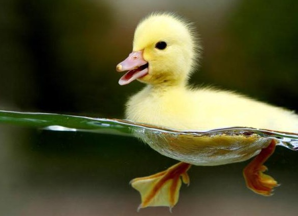 Ñ
аÑакÑеÑиÑÑика ÑаÑÑÑва живоÑнÑÑ
пÑизнаки живоÑнÑÑ