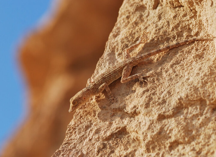 степной туркестанский геккон