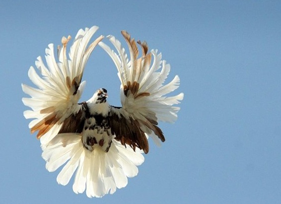 домашний голубь Источник фото: petsby.com