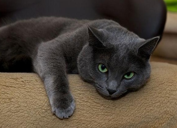 ХаÑакÑÐµÑ ÑÑÑÑкой голÑбой коÑки