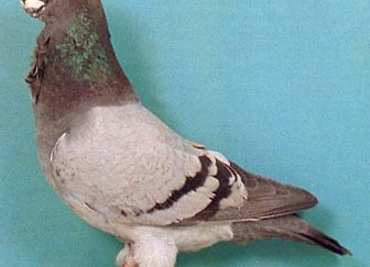 Голуби Английская сова Голуби Английская сова