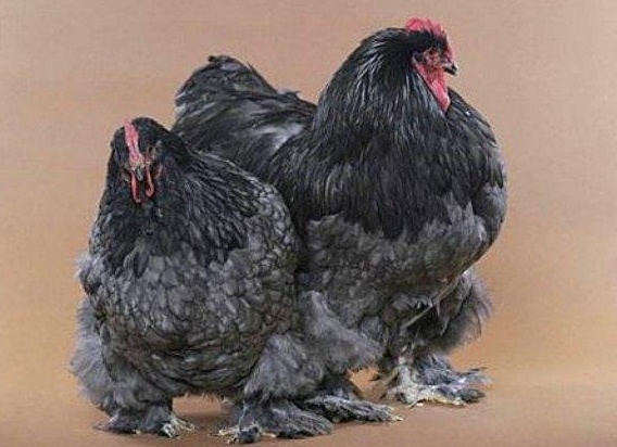 Домашняя птица - курица