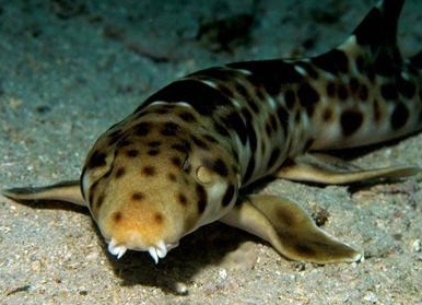 Топ-20 самых необычных животных, найденных за последние 20 лет