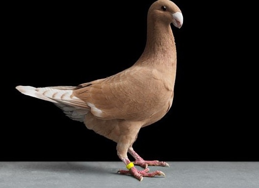 домашний голубь Автор фото: Tobias Kresse